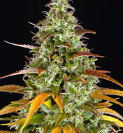 Watermelon Zkittlez Auto