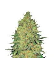 Banana Zkittlez
