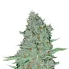 Big Bud Fast