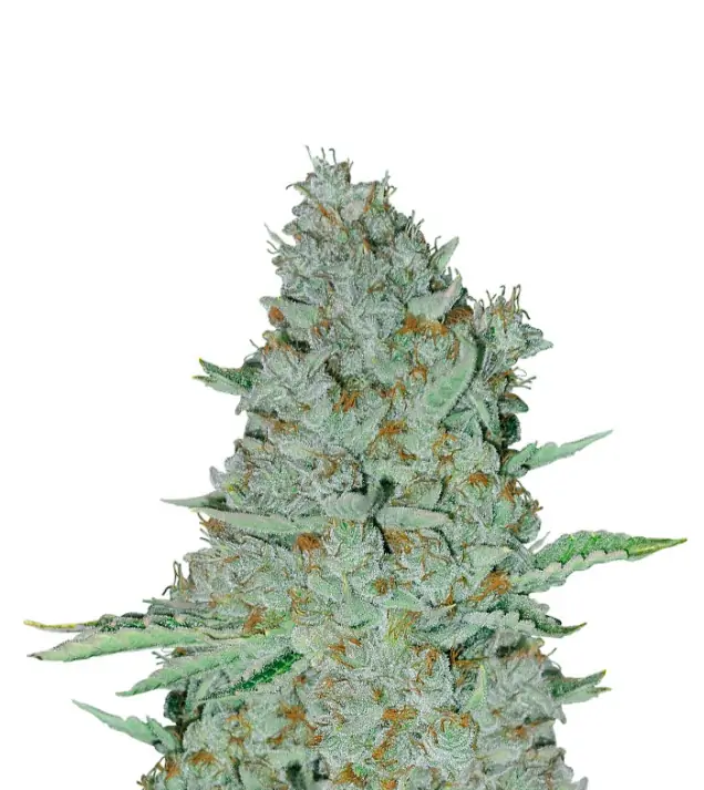 Big Bud Fast