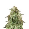 Black Domina Fast