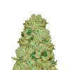 Blueberry Fast