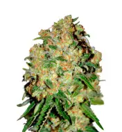 Candy Kush Fast