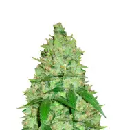 Chemdog Fast