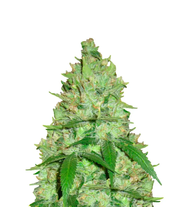 Chemdog Fast