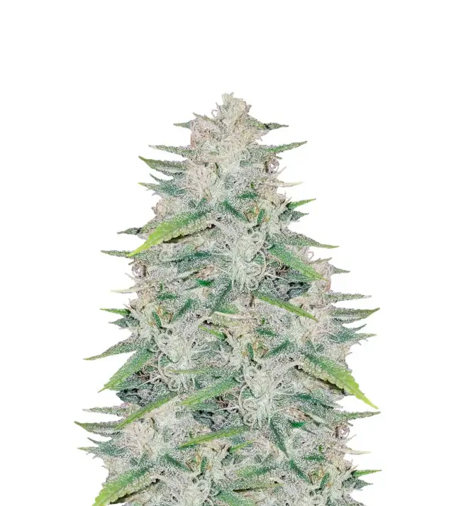 Chocolope Fast