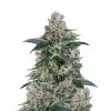 Gelato Fast