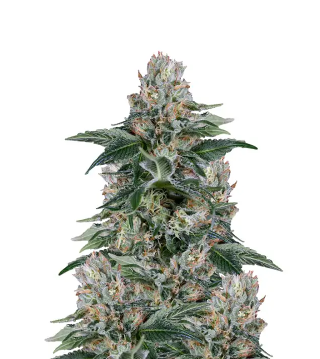 Gelato Fast
