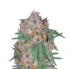 Green Crack Fast