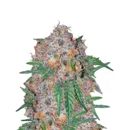 Green Crack Fast