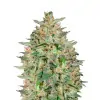 Somango Fast