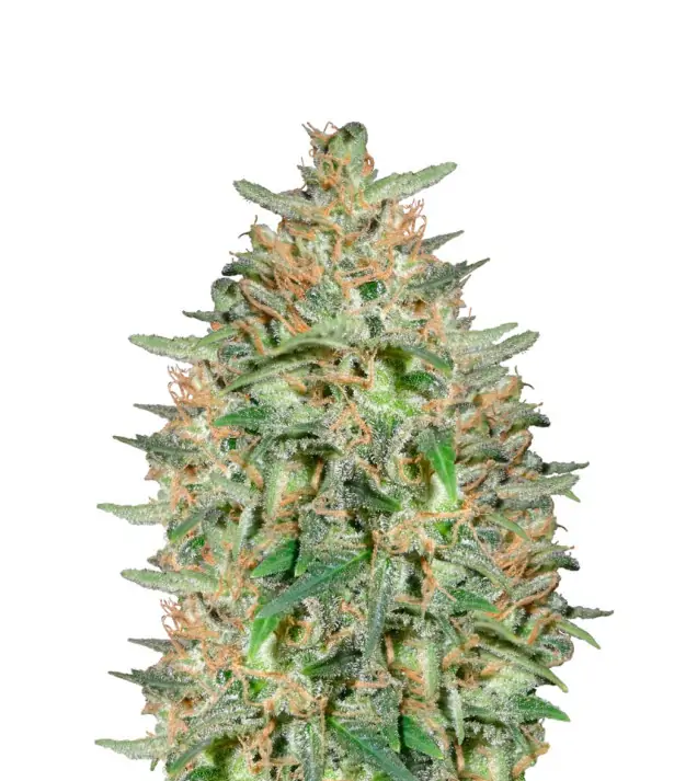 Somango Fast