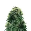 Sweet Island Skunk Fast