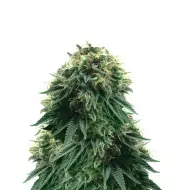 Sweet Island Skunk Fast