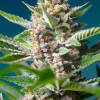 Purple Punch OG REBAJAS