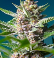 Purple Punch OG REBAJAS