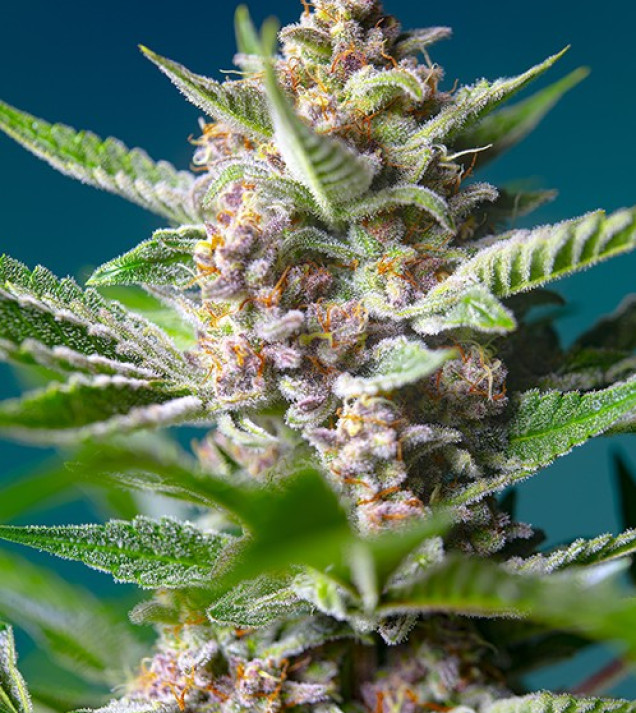 Purple Punch OG REBAJAS