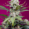 Sweet Mandarine Zkittlez XL Auto REBAJAS
