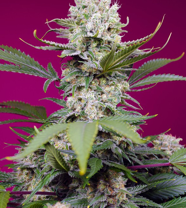 Sweet Mandarine Zkittlez XL Auto REBAJAS