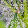 Sweet Mandarine Zkittlez XL Auto REBAJAS