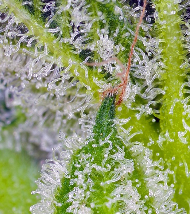 Sweet Mandarine Zkittlez XL Auto REBAJAS