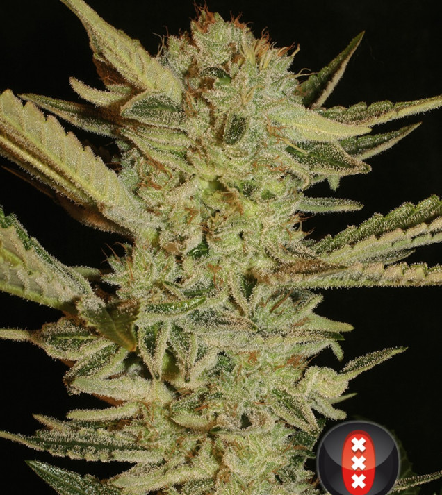 Bubble Gum REBAJAS