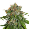 Amnesia Auto REBAJAS