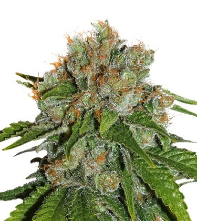 Amnesia Auto REBAJAS