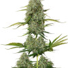 BCN Critical XXL Auto REBAJAS