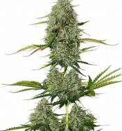 BCN Critical XXL Auto REBAJAS