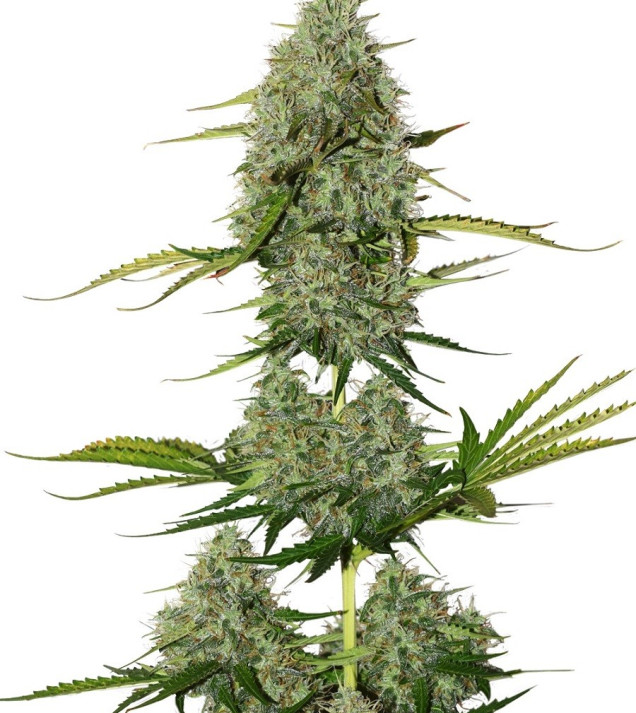 BCN Critical XXL Auto REBAJAS