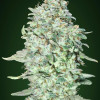 OG Kush SFV REBAJAS