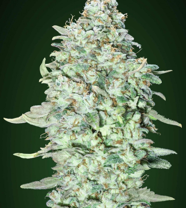 OG Kush SFV REBAJAS