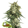 BCN Critical XXL Fast REBAJAS