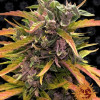 Gorilla G. Auto REBAJAS