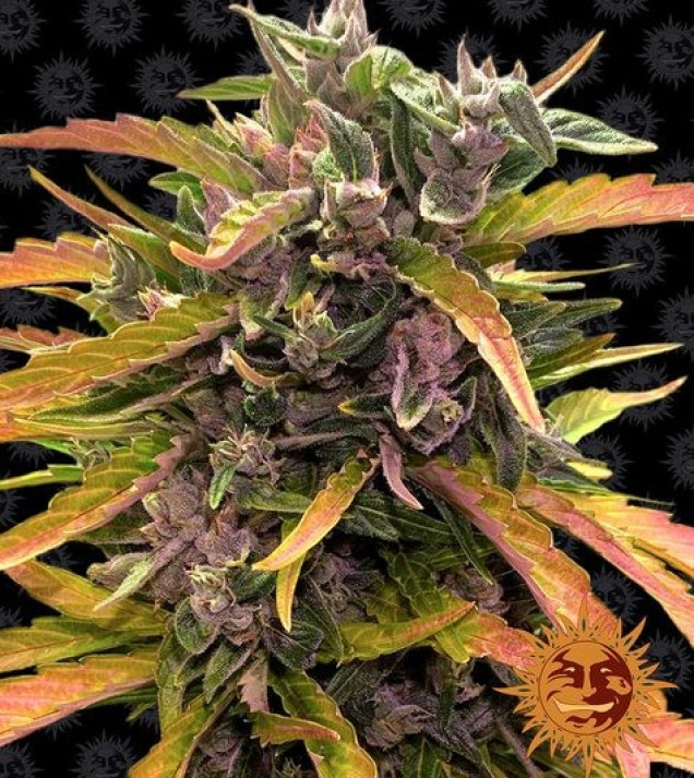 Gorilla G. Auto REBAJAS