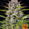 Gorilla Zkittlez Auto REBAJAS