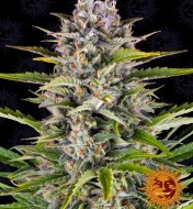 Gorilla Zkittlez Auto REBAJAS