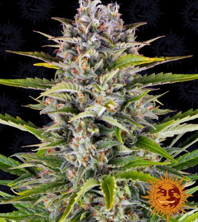 Gorilla Zkittlez Auto REBAJAS