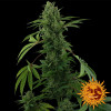 Pineapple Express Auto REBAJAS