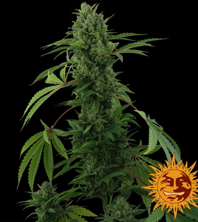 Pineapple Express Auto REBAJAS