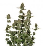 BCN Power Plant Auto REBAJAS