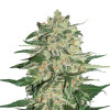 Big Bud REBAJAS