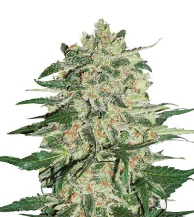 Big Bud REBAJAS