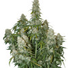 Big Bud Auto REBAJAS
