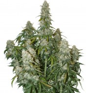 Big Bud Auto REBAJAS