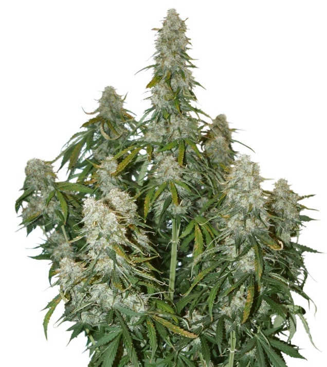 Big Bud Auto REBAJAS