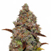 Gelato 41 REBAJAS