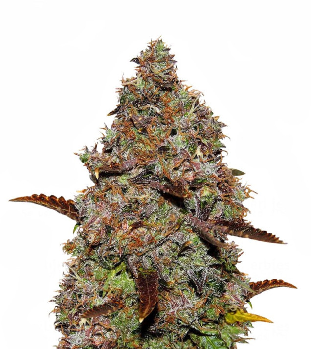 Gelato 41 REBAJAS