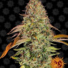 Zkittlez OG Auto REBAJAS